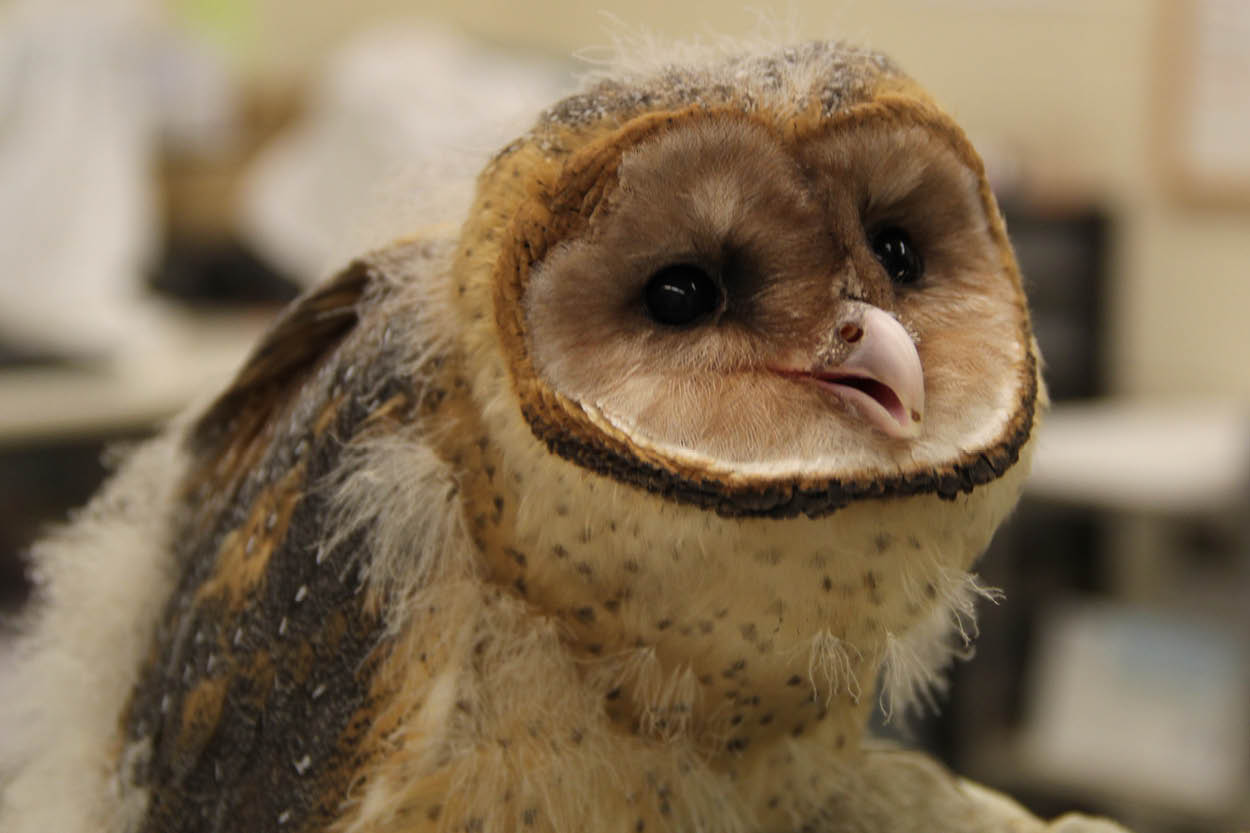 600 x 400 Baby Barn Owl