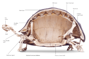 A turtle's shell is more than its home