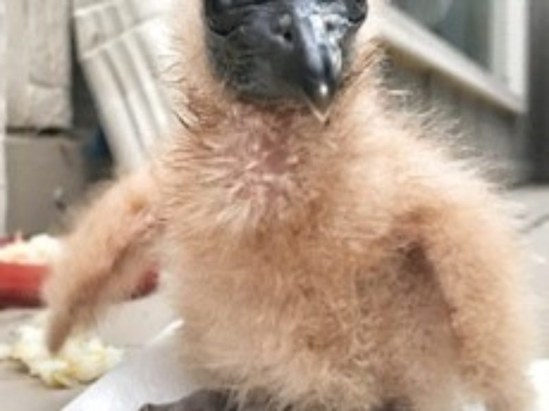 baby_black vulture