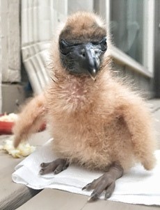 baby_black vulture