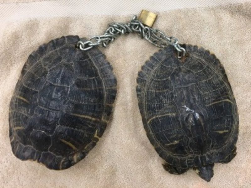 turtles chained together