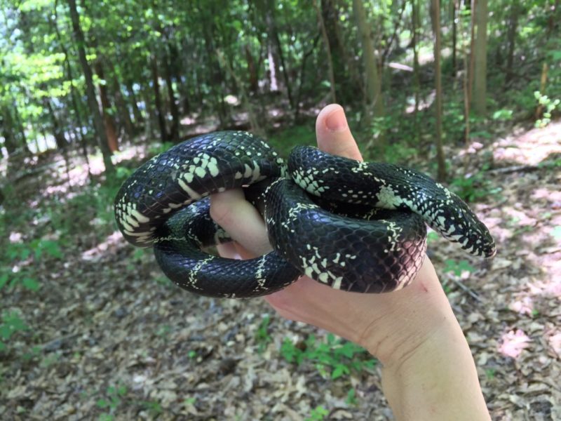 Where are the venomous snakes? An app created by a Clemson scientist can  tell you