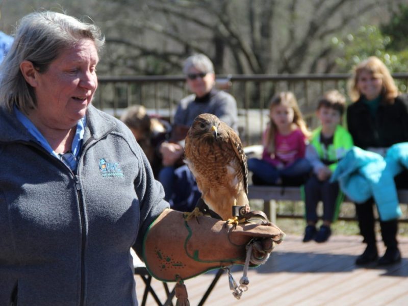 wildlife baby_eve hawk