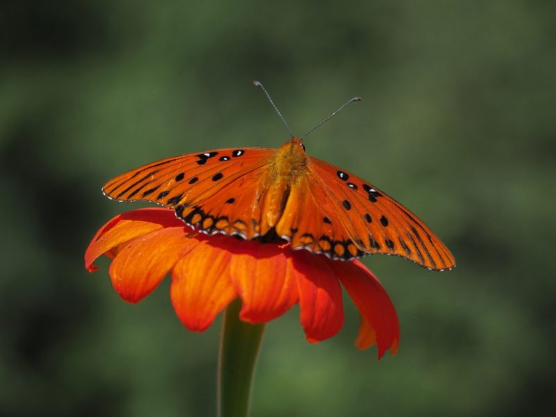 NatalieBirnbaum_Other_UnityGardenFritillary_220446