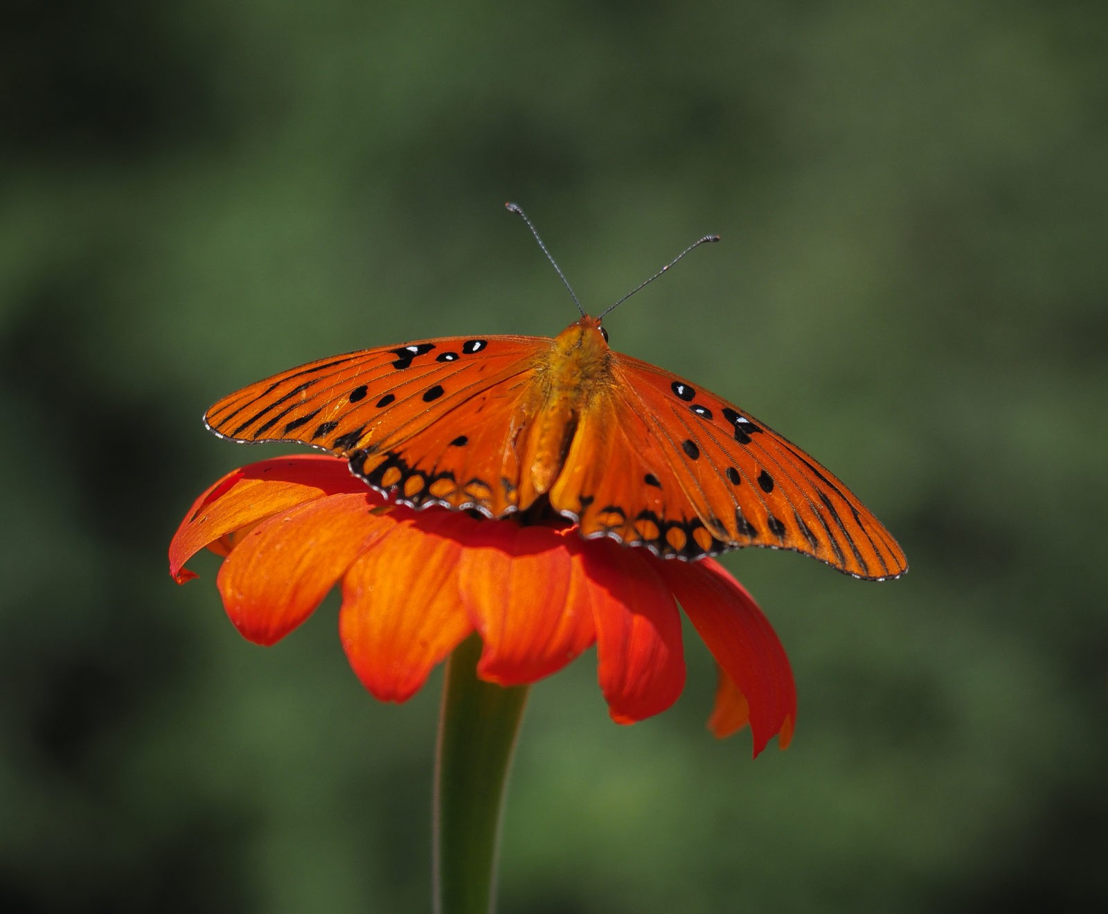 NatalieBirnbaum_Other_UnityGardenFritillary_220446