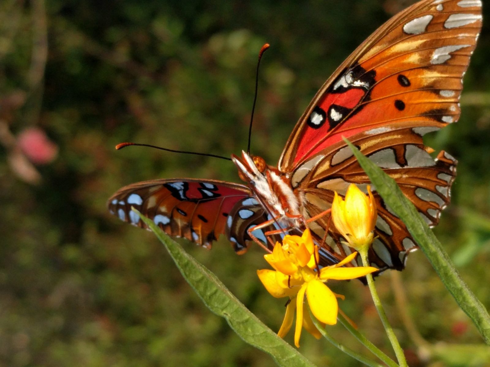 Build a Butterfly Bouquet for National Pollinator Week