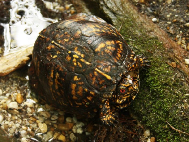 650 x 400 Eastern Box Turtle