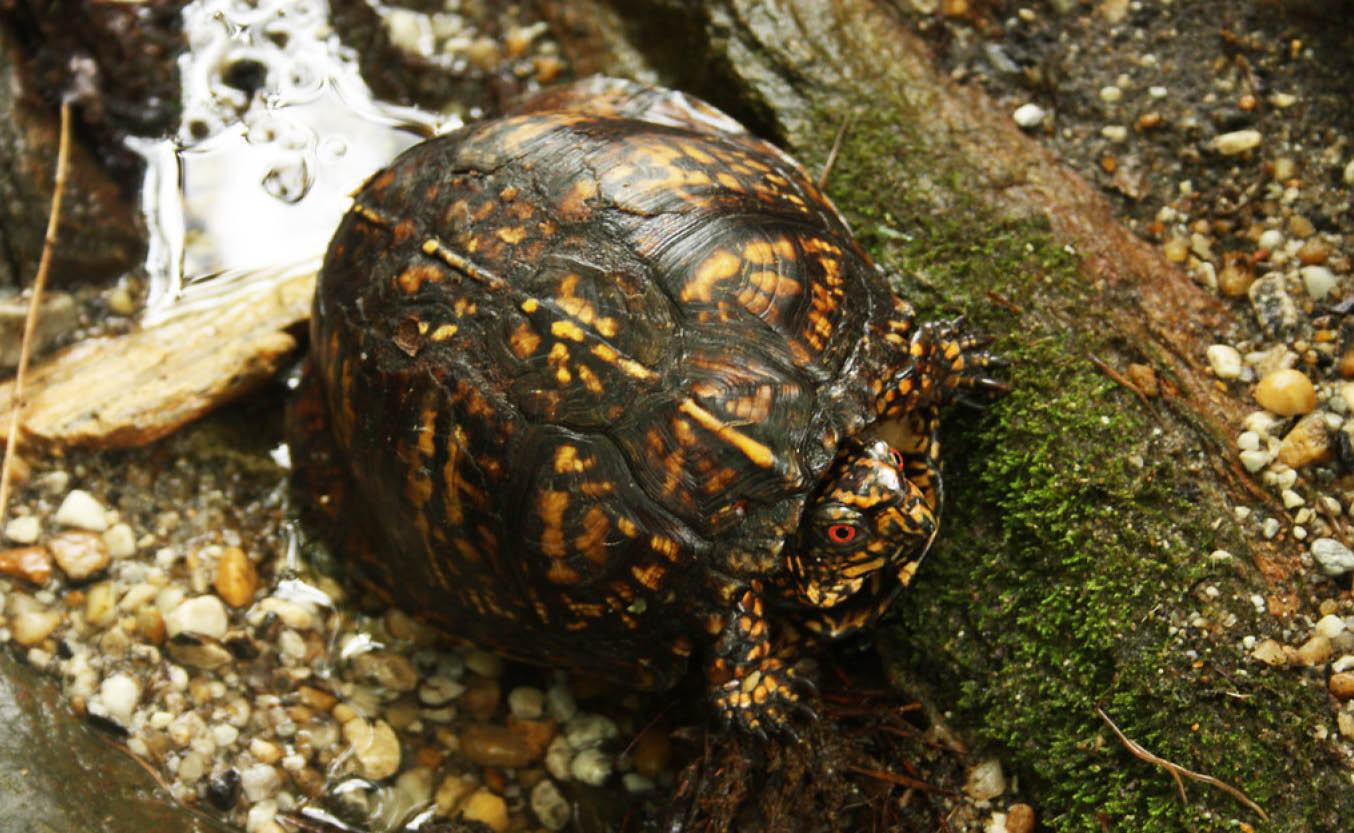 650 x 400 Eastern Box Turtle