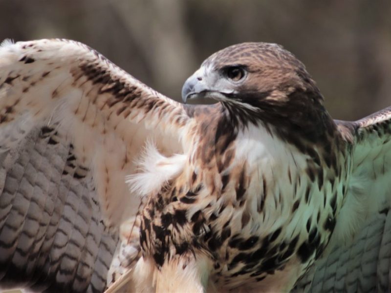 Red Tailed Hawk