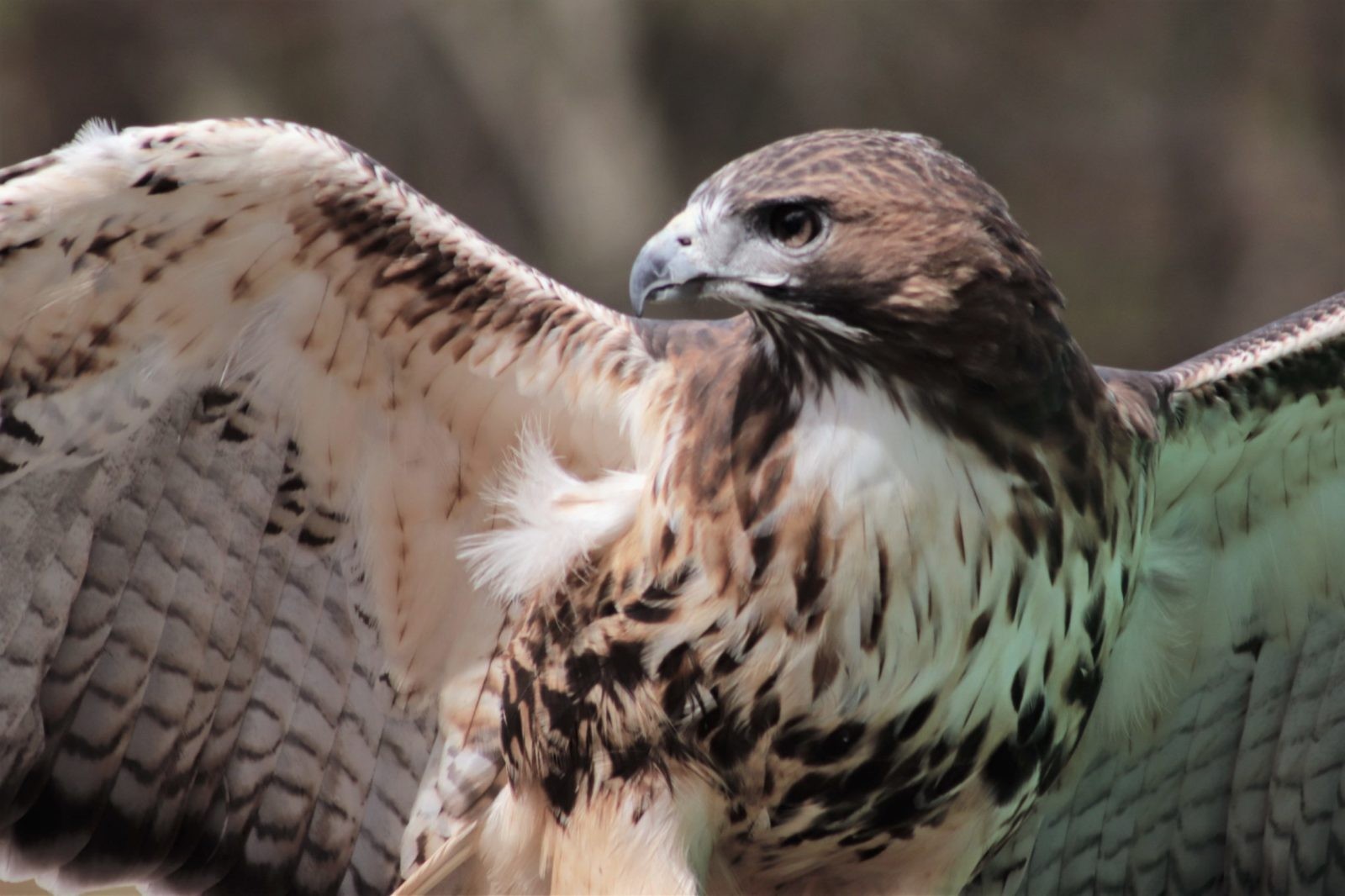 Red Tailed Hawk