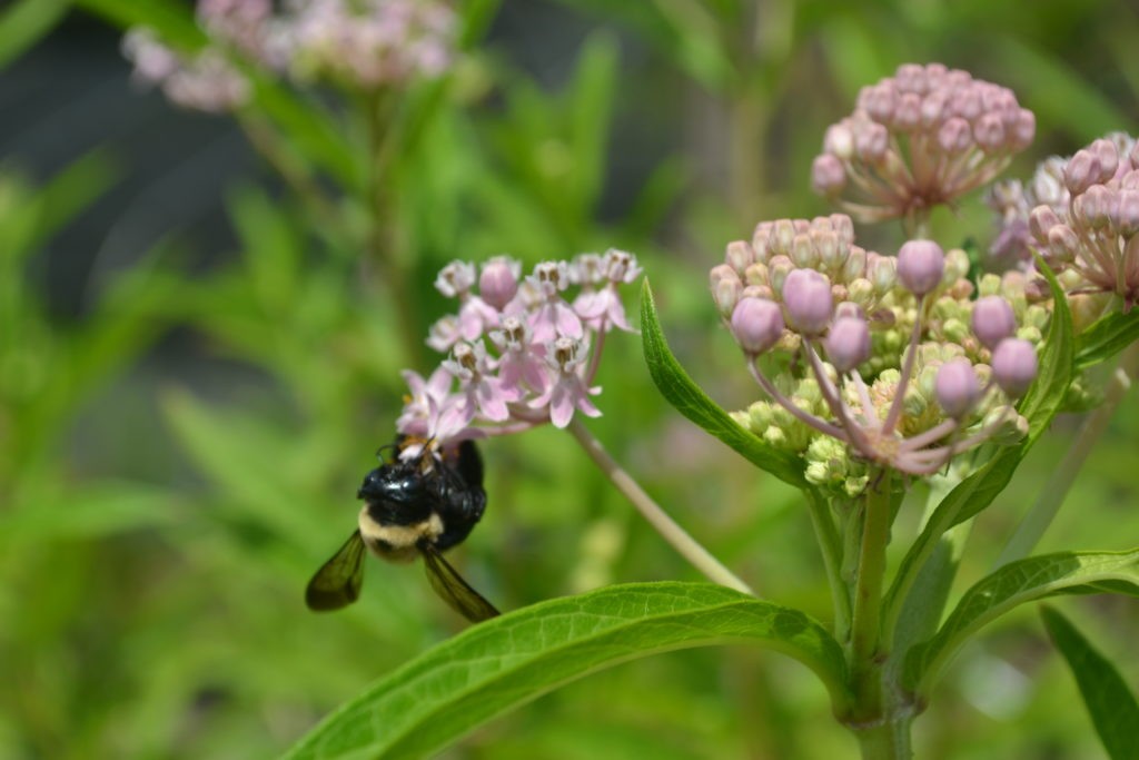 bee getting nectar from milkweed plant
