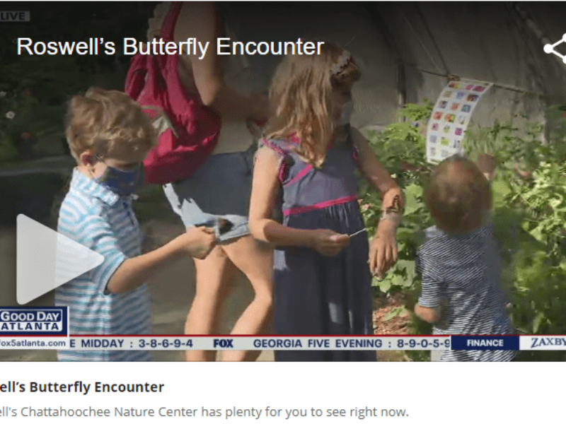 screen shot of Fox 5 Butterfly Encounter video