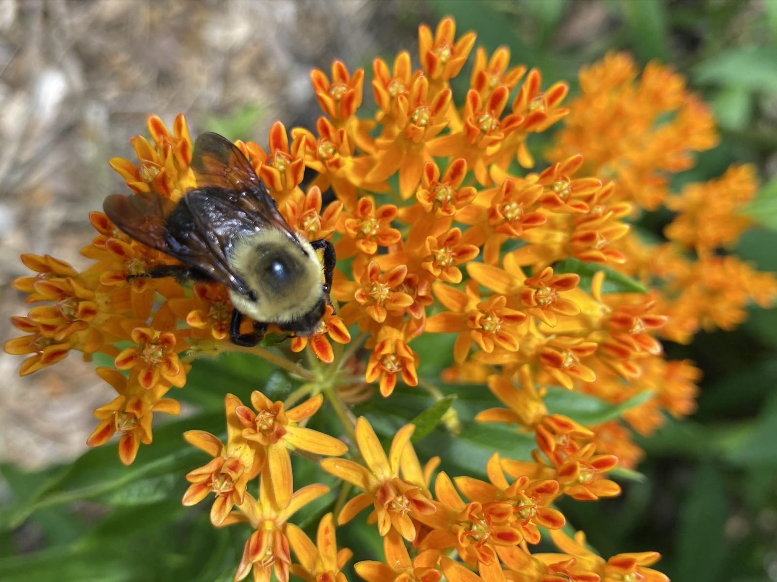 Asclepias sp., Milkweed