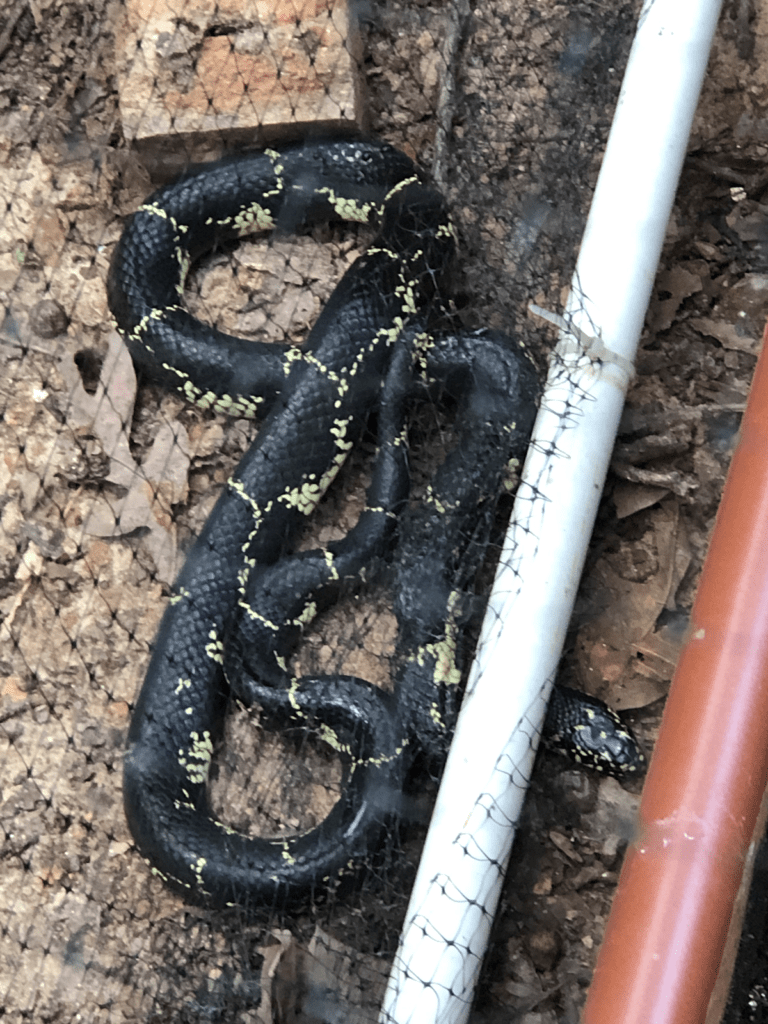 Arkansas teacher, students reproduce endangered snake species in class