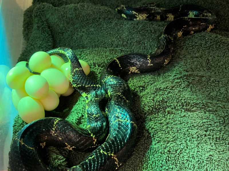 Kingsnake Laying Eggs at CNC