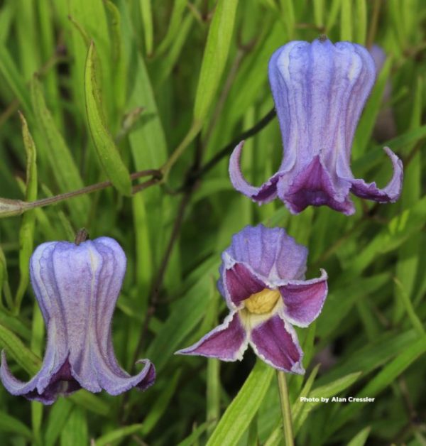 Clematis socialis, Cherokee County, Alabama 1_Alan Cressler - with copyright_version2