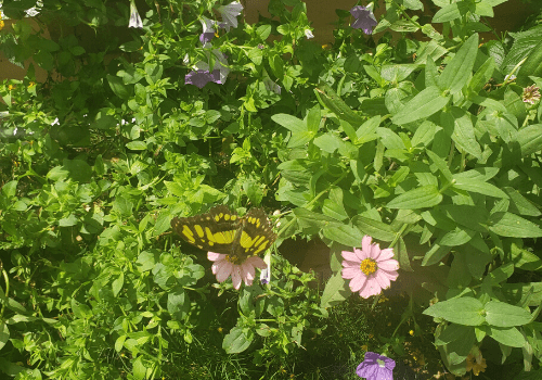 Tiger swallowtail on bush