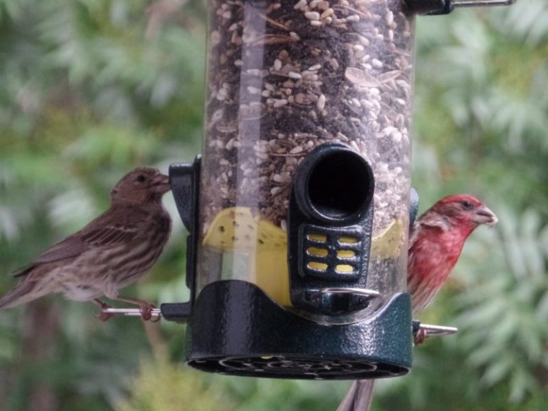 Male and Female House Finch at a bird feeder