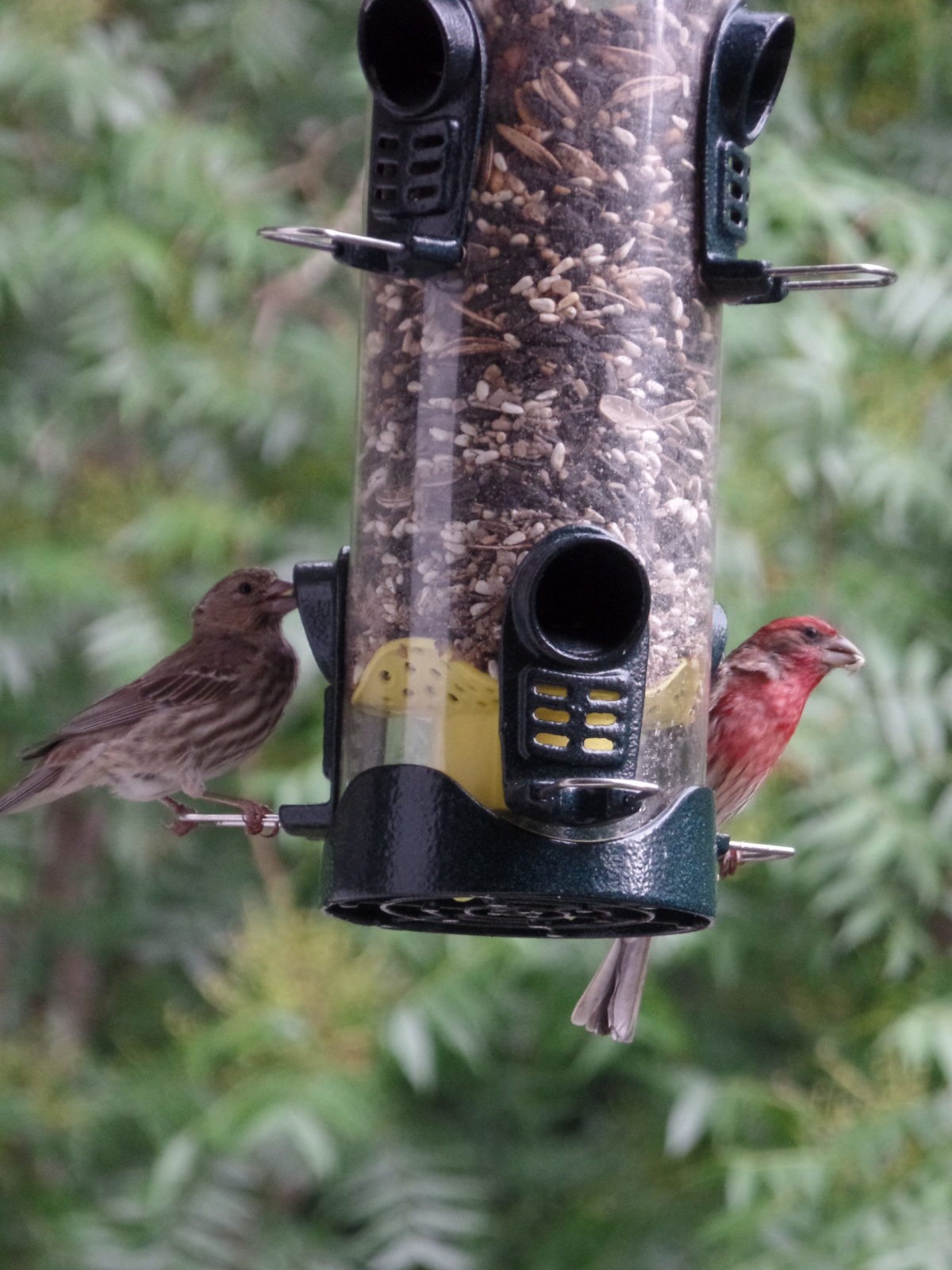 Male and Female House Finch at a bird feeder