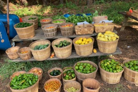 Vegetables picked and lined up in baskets