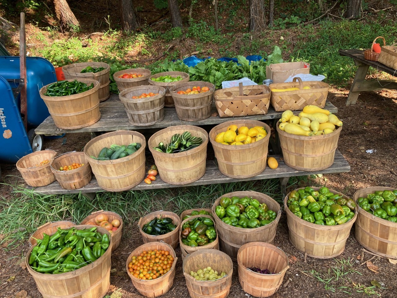 Vegetables picked and lined up in baskets