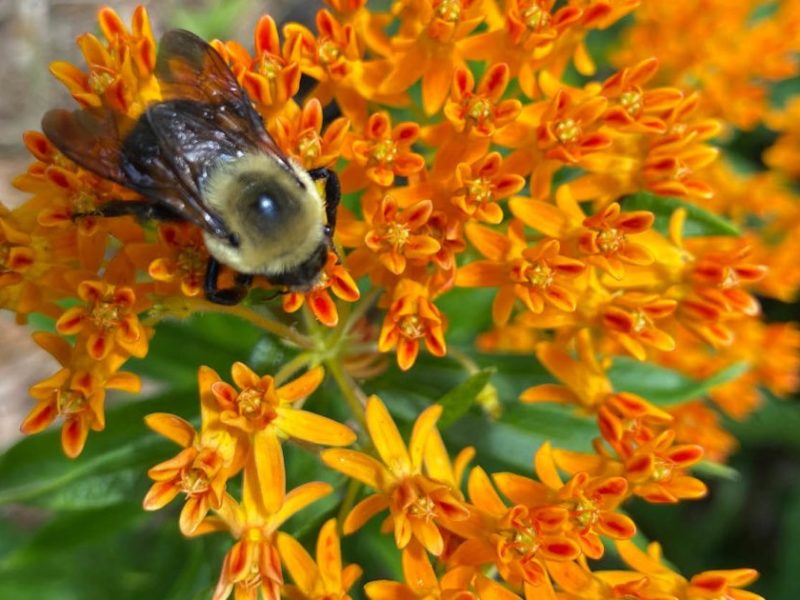 650 x 400 Bee and Milkweed