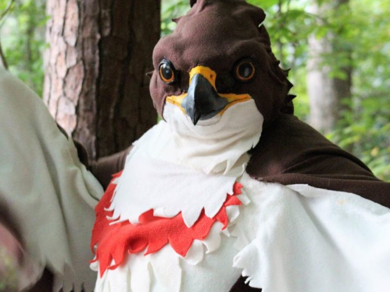 Red tailed Hawk