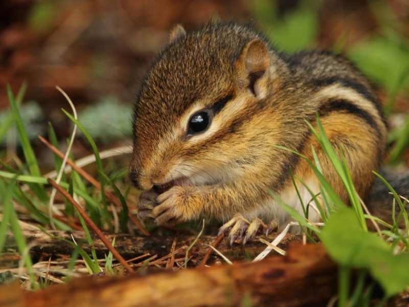 650 x 400 Chipmunk