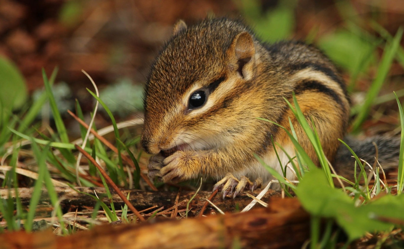 650 x 400 Chipmunk