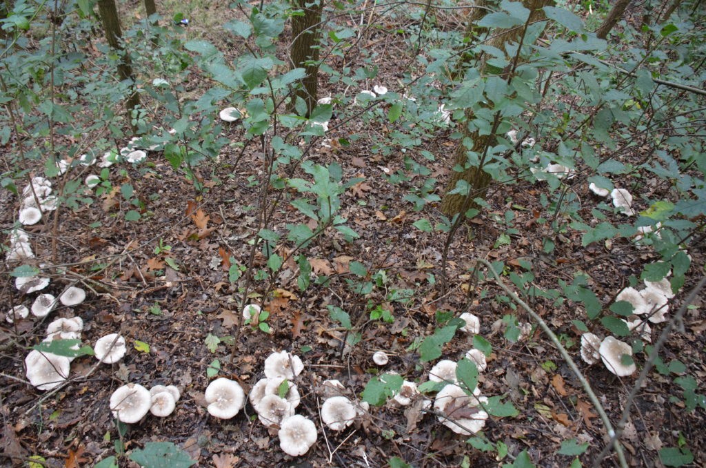 Fairy Folk and Fungi