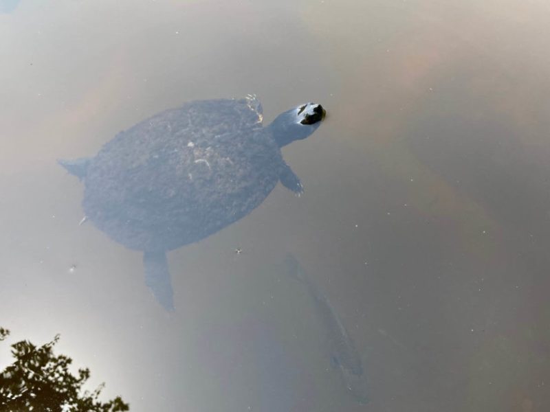 650 x 400 Aquatic Turtle