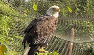 Animal Encounters Spot native wildlife like birds of prey and turtles