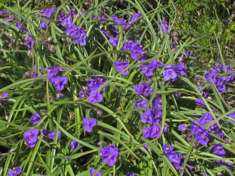 650 x 400 Spiderwort Alan Cressler