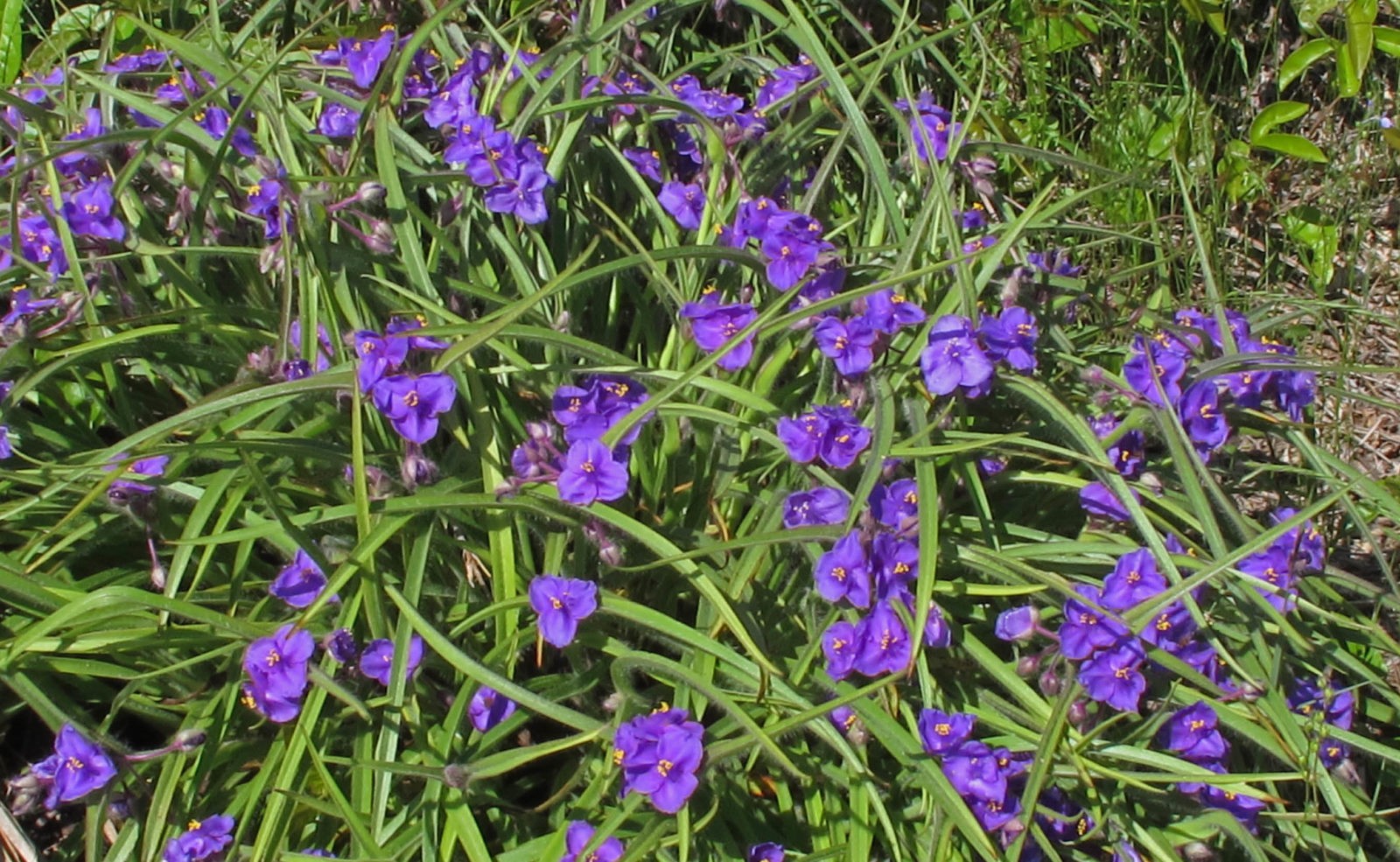 650 x 400 Spiderwort Alan Cressler