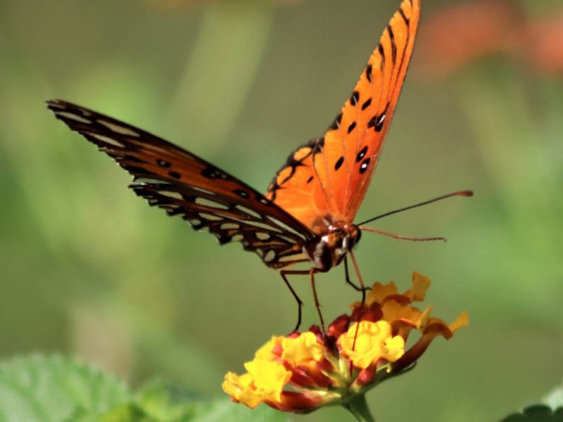 650 x 400 Butterfly