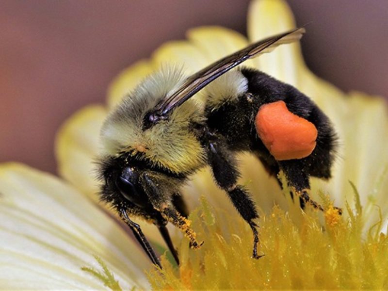 bee