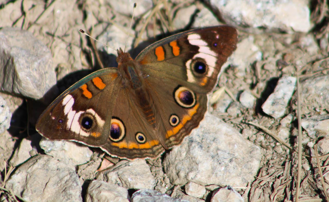 650 x 400 Common Buckeye