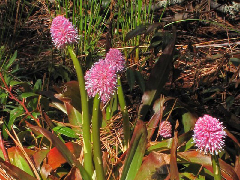 600 x 400 Swamp Pink by Alan Cressler