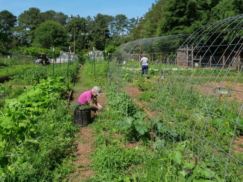 650 x 400 Unity Garden Volunteers