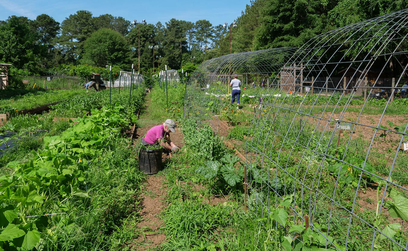 650 x 400 Unity Garden Volunteers