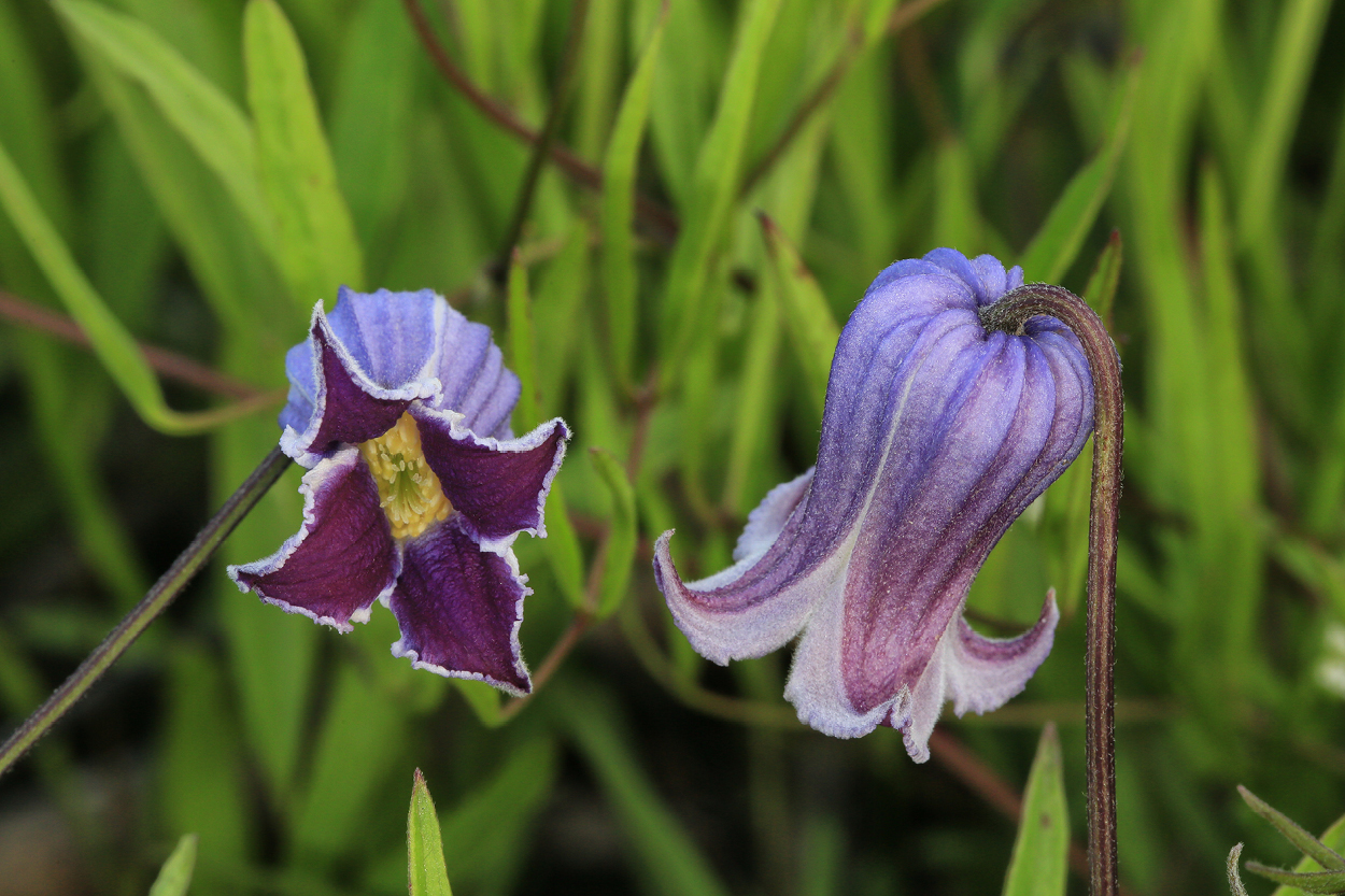 blue flower