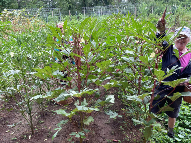 650 x 400 Unity Garden Okra