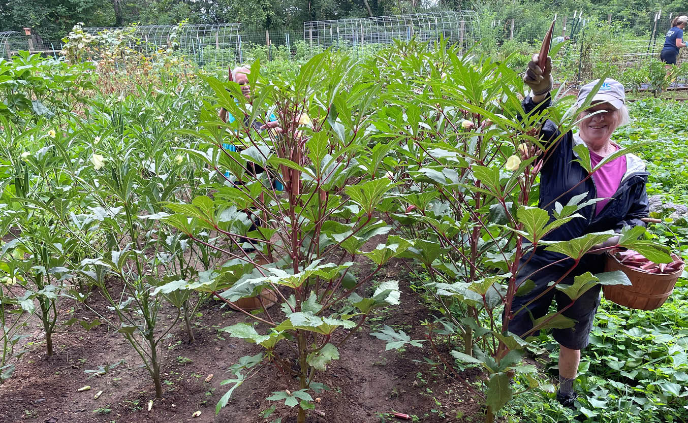 650 x 400 Unity Garden Okra