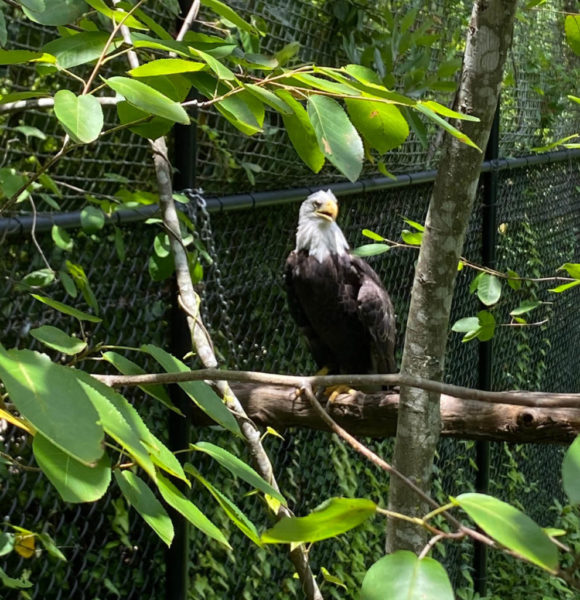 Wildlife Walk Eagle Aviary