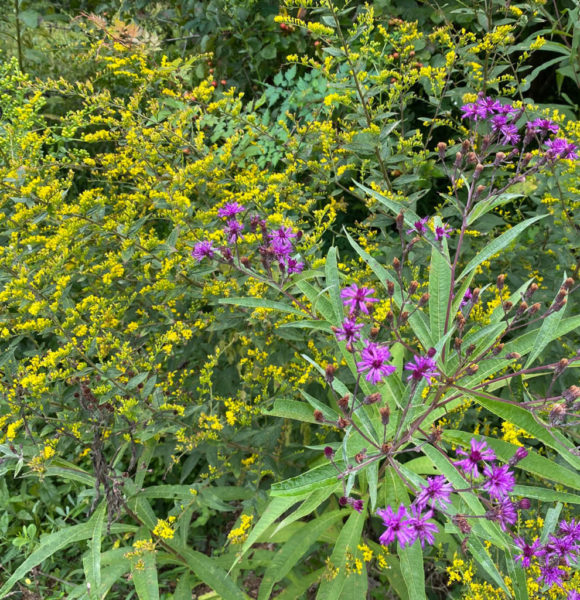 580 x 600 Gardens Ironweed and Goldenrod
