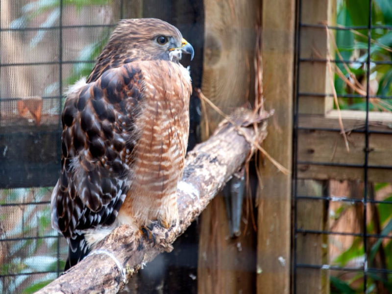 600 x 400 Winter Wildlife Walk