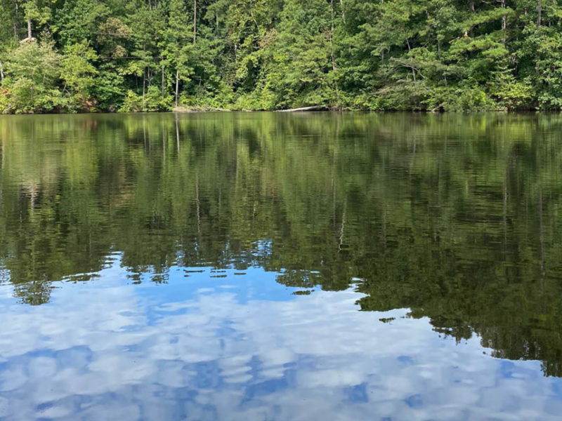 beaver pond