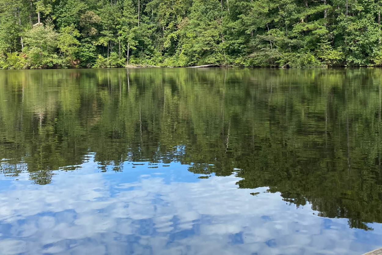 beaver pond