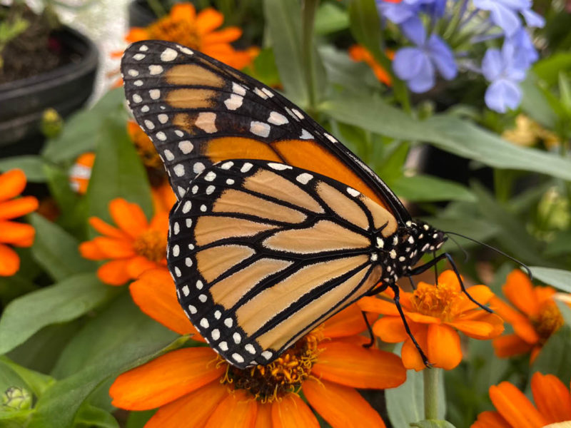 Monarch Butterfly Migration: The Secret Power of White Spots