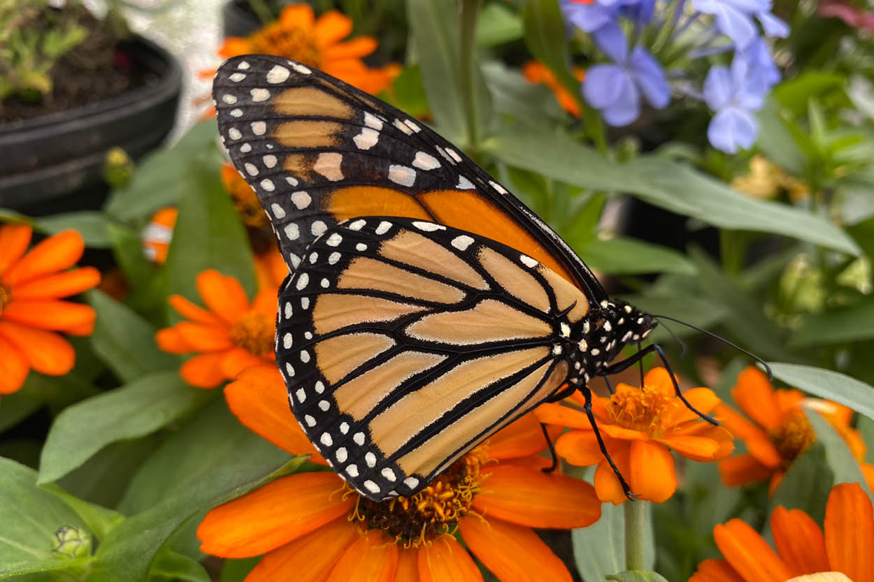 600x400MonarchButterfly